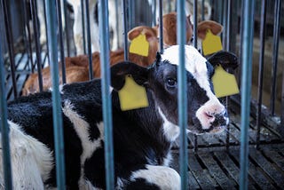 Cow in a cage on a Mexican farm