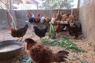 Saving Egypt’s Farm Chickens and Their Farmers