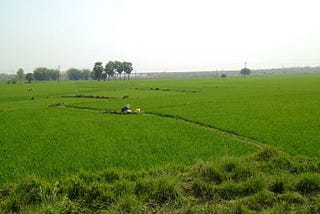 TRACING ROOTS — MORNING, NOON AND EVENING