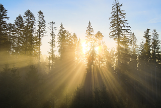 From Forest to Future: Leading the biographite revolution in 2025 and beyond