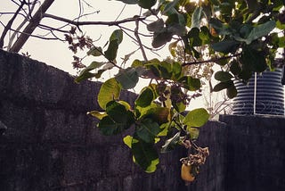 A Cashew Tree Has fallen in Love With Me