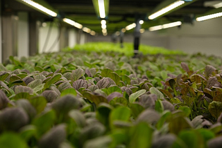 What is vertical farming and why do we need it?