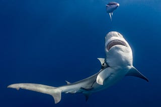A photograph of a shark with bared teeth swimming in clear, gradient blue ocean water, another shark appears in the background