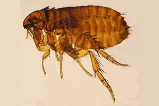 Murine Typhus