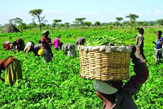 Cultivation