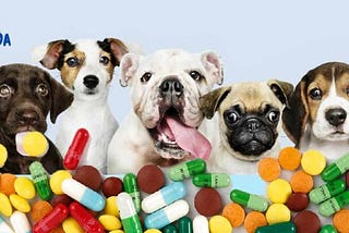 Cefpodoxime for Dogs: When to Use and How It Works
