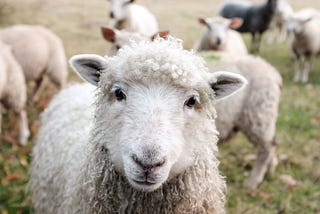 Don’t be a sheep in defi and crypto
