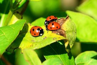 Integrated Pest Management (IPM): Get a Healthy Harvest from Your Garden