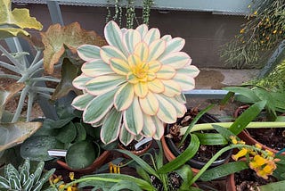 Succulent SOS: What’s Wrong With My Plants?