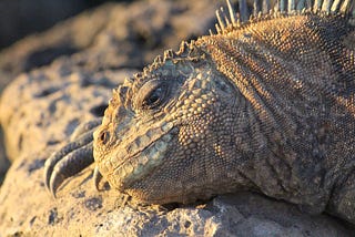 Galapagos 2014