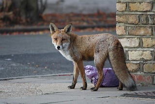 A fox in the street