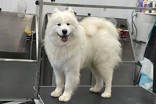 Is It Worth Hiring Dog Grooming Montreal Professionals?