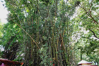 Bamboo Trees of Budha Subba Temple : Story Behind #1