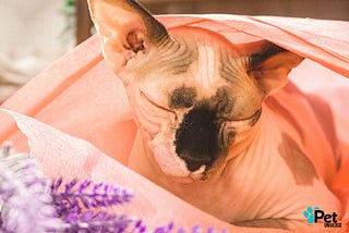 Unraveling the Cost of Purrfection: Exploring Sphynx Cat Prices
