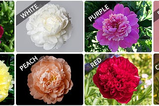 Peonies: Unveiling the Magic Behind These Enchanting Blooms