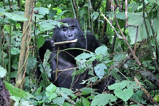 Where to see Gorillas in Africa and the ideal safari packages.