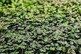 Microgreens at Home