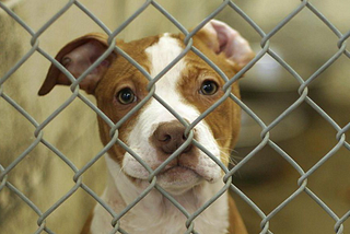 Adopt, Don’t Shop: 7 Reasons Why a Shelter Pet is Right for You