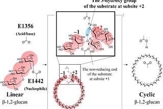 Uncovering The Cyclization Mechanism of Cyclic β-1,2-Glucan Synthase