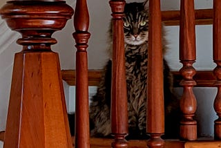 Cat staring out from staircase.