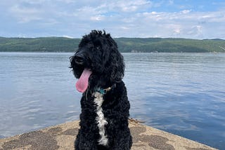 Cosmo, the 8 year old labradoodle, sits on the dock in front of a lake, with mountains in the far background, at Basin Harbor Inn, VT.