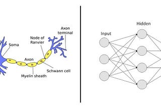 Artificial Neural Network v/s Biological Neural Network