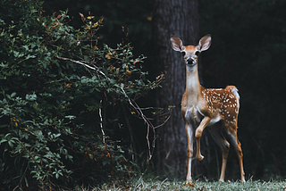 A photo of a deer standing in the forest.