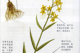 Yi Zhi Xiang, scientifically known as Gerbera piloselloides Cass from the daisy family, is also…