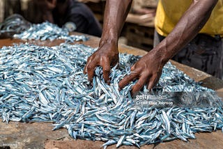 A worker sorting a pile of small fish in Zanzibar. — stock photo| Source: https://www.gettyimages.com/detail/photo/worker-sorting-a-pile-of-small-fish-in-zanzibar-royalty-free-image/997208760?adppopup=true
