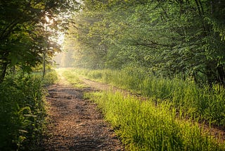 A pathway between trees