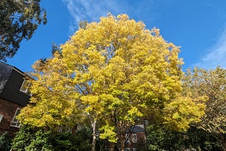 A picture of a tree in autumn. The leave are yellow and contrast with the blue sky above. The tree is on the side of a small road, on a council estate.