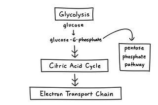 The alternative fate of  Sugar— The Pentose phosphate pathway