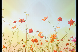 Red flowers in a field