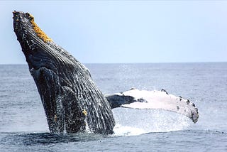 【島生花蓮誌】期待每一年，海下的相遇