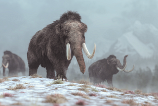 A mighty mammoth.