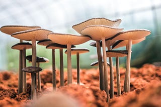 Magic Mushrooms: Info Sheet & Harm-Reduction Guide