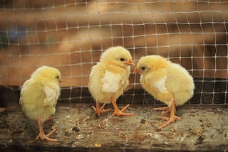 chicks in a coop