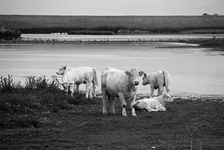 Sint-Philipsland, The Netherlands (photography by Björn Roose)