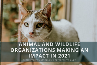 Animal and Wildlife Organizations Making an Impact in 2021 | Peter Palivos