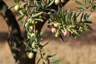 Dear Olive Tree