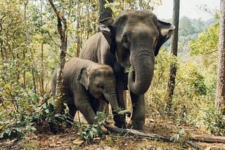 And adult and juvenile elephant make their way through the forest; their trunks reaching for leafy foliage.
