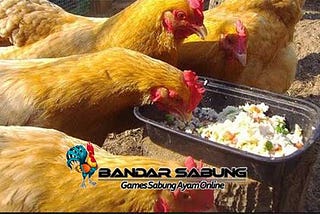 Cara Membuat Pakan Sehat Fermentasi Untuk Ayam Aduan Bag.1