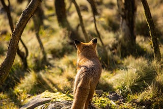 Australia kills millions of feral cats and foxes a year. These conservationists say it’s wrong.