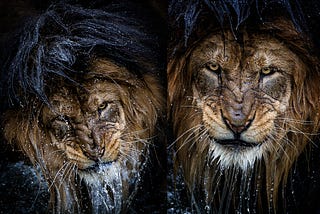 If Looks Could Kill: The Story Behind the Most Intense Lion Portrait
