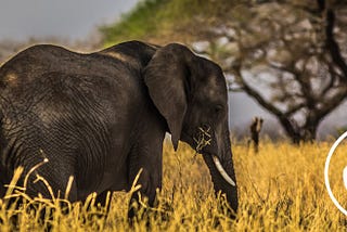 An elephant — photo by Follow Alice