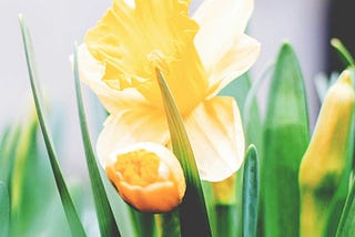 A Reflection on Pope Francis’ 2024 Easter Message