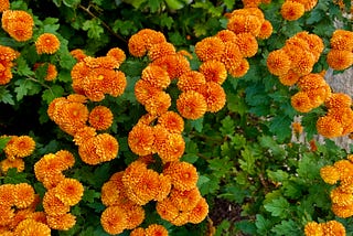 Aussie Garden Report