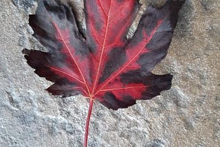 The Best Leaf of 2021