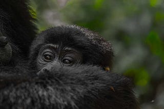 Uganda Gorilla Trekking Adventures