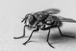 Close-up photograph of a fly from https://commons.wikimedia.org/wiki/File:Fly_insect.jpg